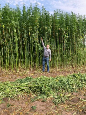 Hemp height