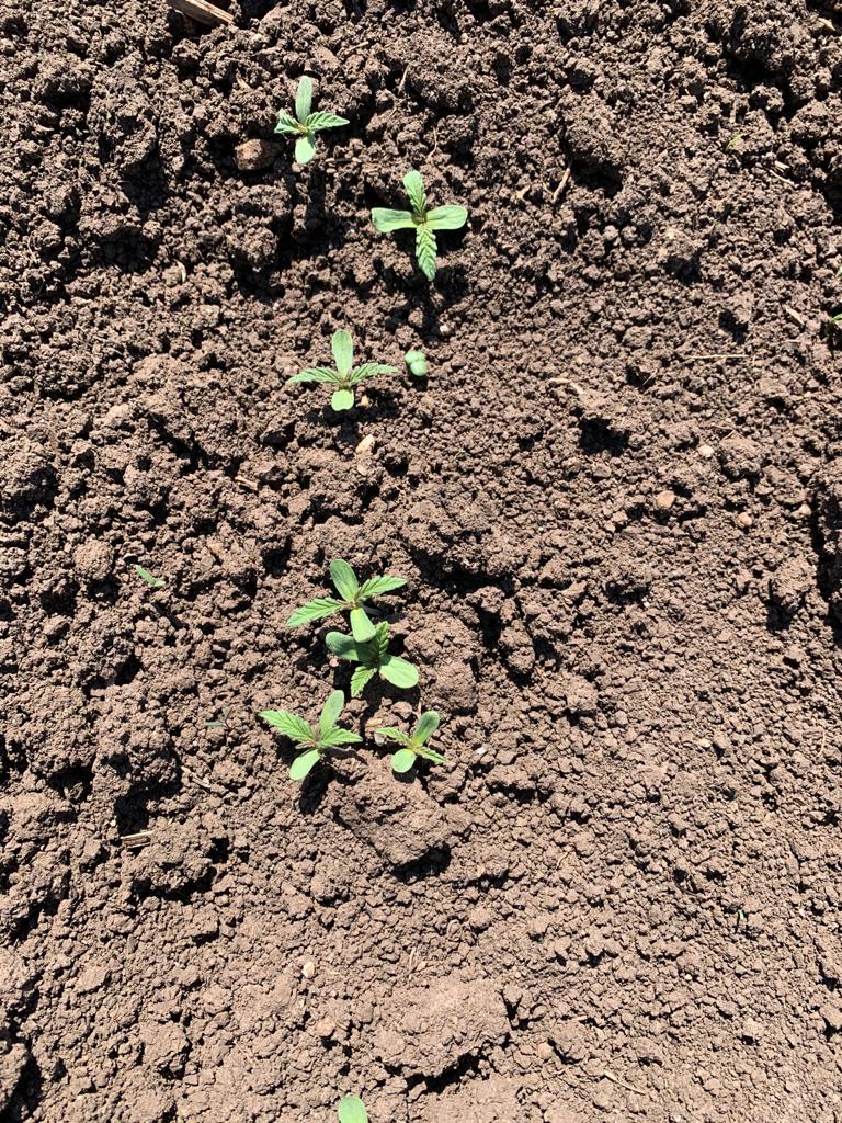 hemp sprouts